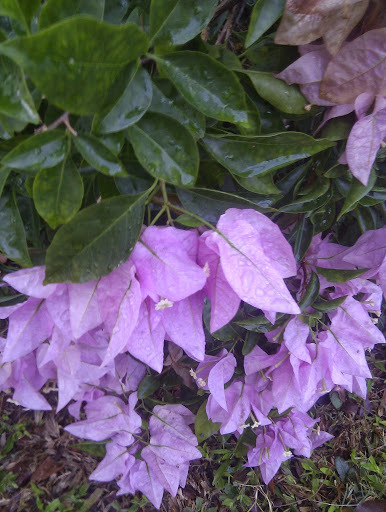 Bugambilias (género Bougainvillea) · NaturaLista Colombia