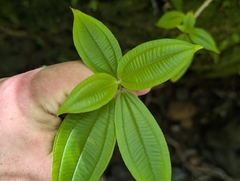 Oxyspora paniculata, photograph author not stated, no rights reserved