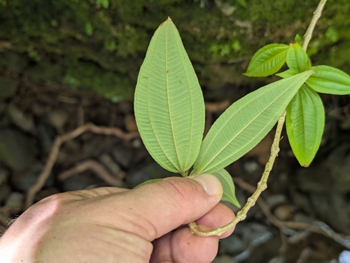 Oxyspora paniculata, photograph 6
