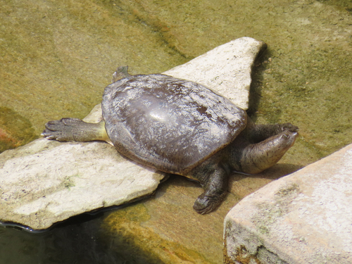 Central Indian Flapshell Turtle