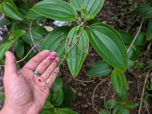 Oxyspora paniculata observed 2026-09-12