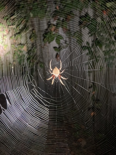 Spotted Orbweaver