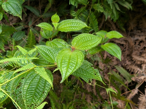 Miconia crenata, photograph 2
