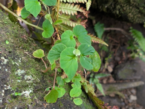 Begonia hirtella, photograph 3