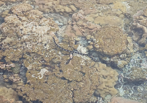 Laticauda schistorhyncha observed 2026-09-06