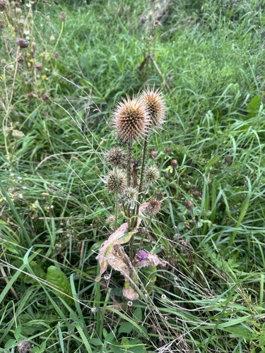 wild teasel