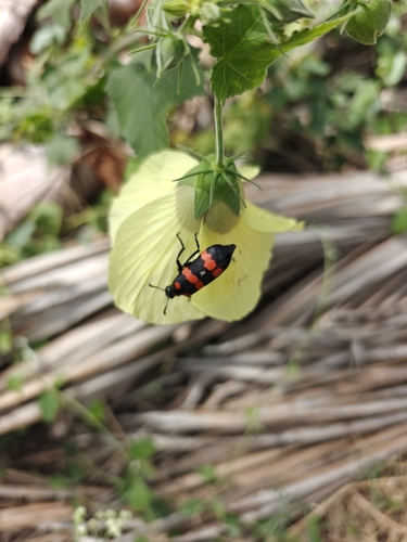 Hycleus biundulatus