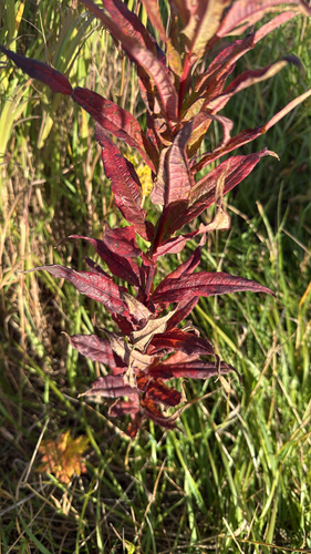 fireweed