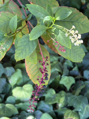 American pokeweed