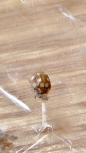 12-spot ladybird