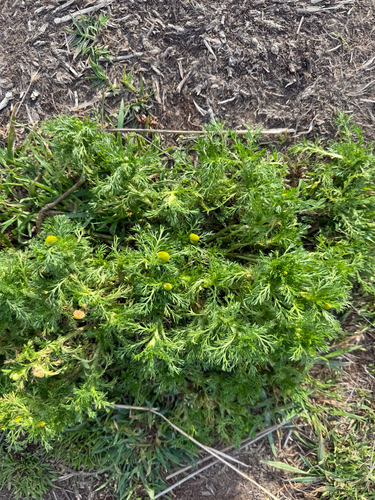 pineapple-weed