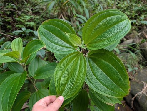 Oxyspora paniculata observed 2026-09-12