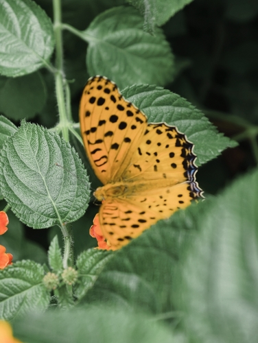 Tropical Fritillary