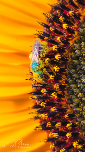 Bicolored Striped Sweat Bee