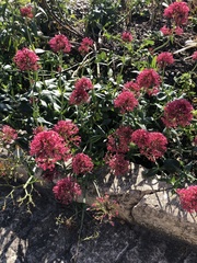 Centranthus ruber