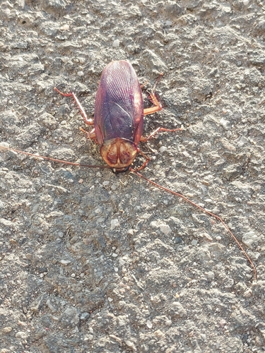 American Cockroach