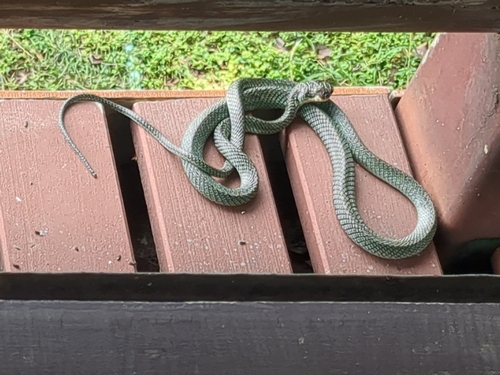 Golden Tree Snake