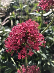 Centranthus ruber