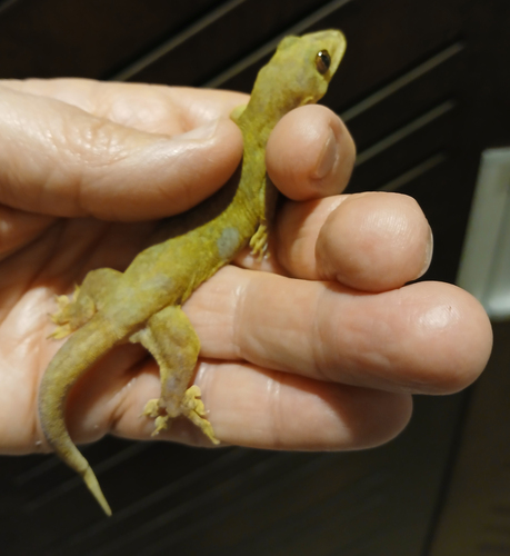 Gehyra oceanica observed 2026-09-04