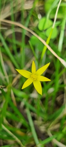 Pauridia glabella, 2026-09-13