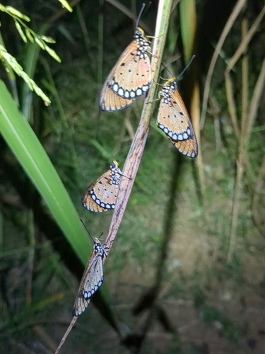 Tawny Coster