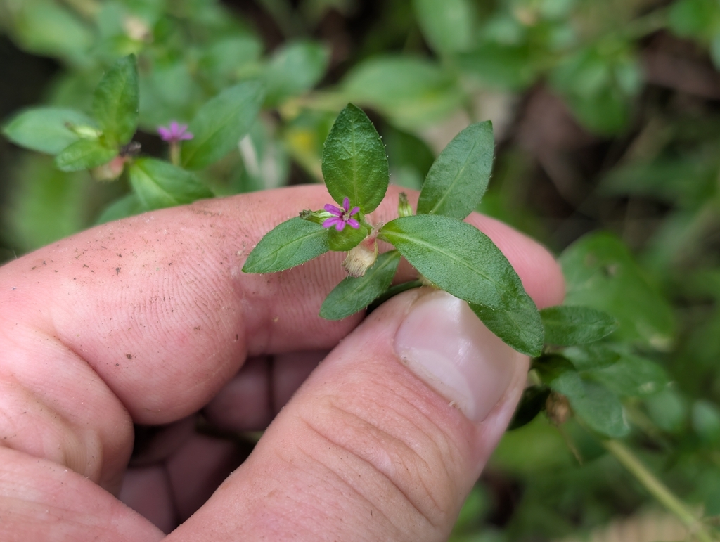 Cuphea carthagenensis; photograph author not stated, no rights reserved