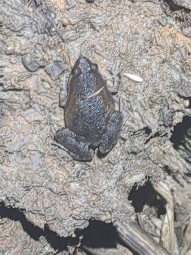 Mukhlesur's Narrow-mouthed Frog
