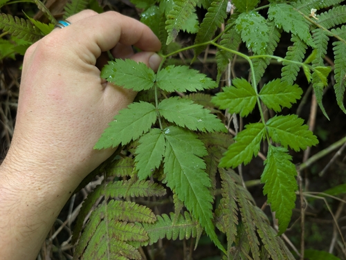 Rubus rosifolius, photograph 5