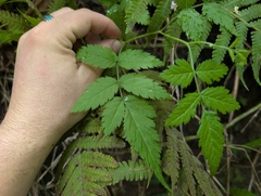 Rubus rosifolius, photograph author not stated, no rights reserved