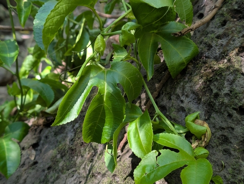 Passiflora edulis observed 2026-09-12