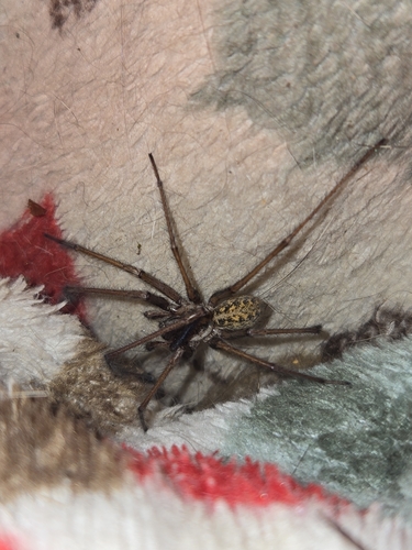 Giant House Spider