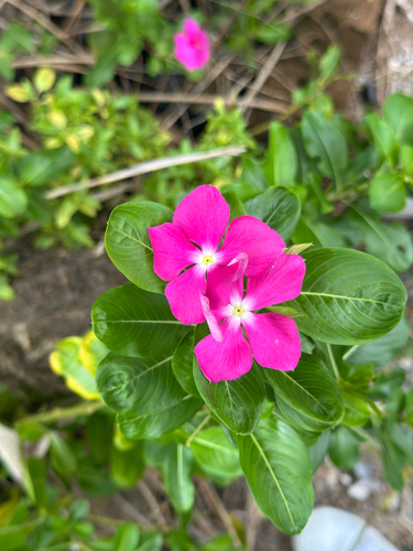 Madagascar Periwinkle