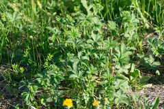 Potentilla chrysantha