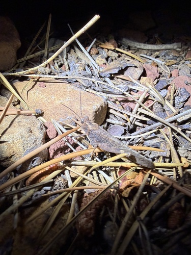 iNaturalist observation photo of Trimerotropis