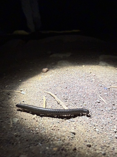 iNaturalist observation photo of Millipedes