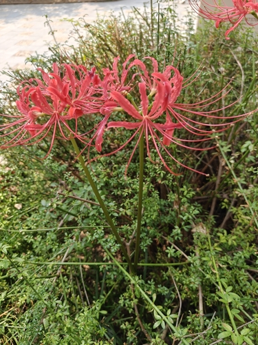 red spider lily