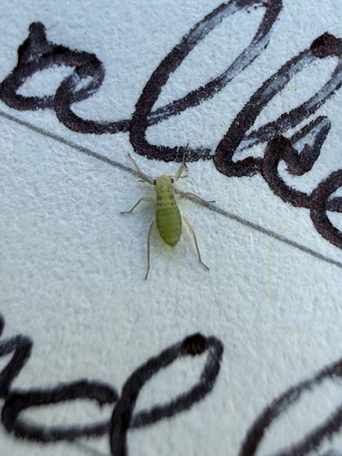 iNaturalist observation photo of Aphids