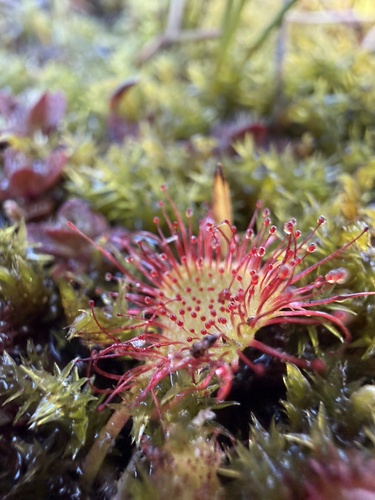 iNaturalist observation photo of round-leaved sundew