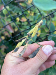 Lathyrus venosus