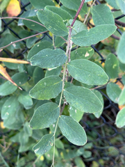 Lathyrus venosus, photograph author not stated, no rights reserved