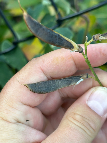 Lathyrus venosus, photograph 2