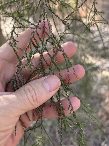 Melaleuca irbyana, 2026-09-13