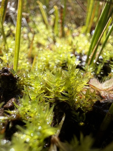 iNaturalist observation photo of Meesia