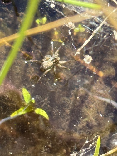 iNaturalist observation photo of Thin-legged Wolf Spiders
