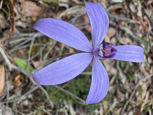 Silky Blue Orchid