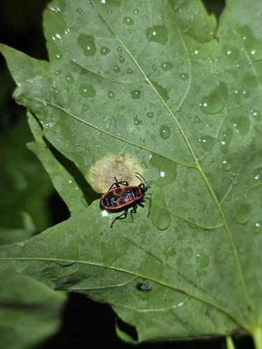 European Firebug