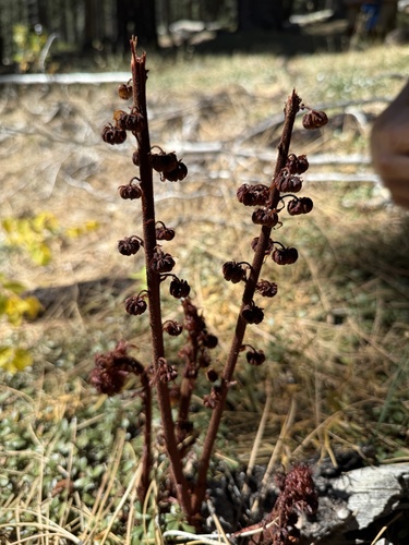 iNaturalist observation photo of pinedrops