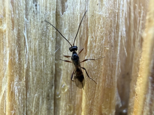 iNaturalist observation photo of Ichneumonid and Braconid Wasps
