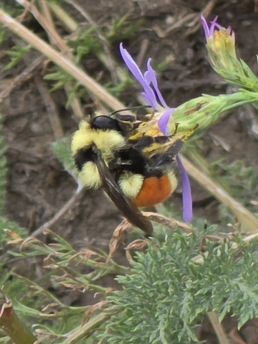 Hunt's Bumble Bee
