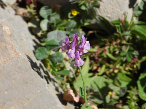 Linaria virgata